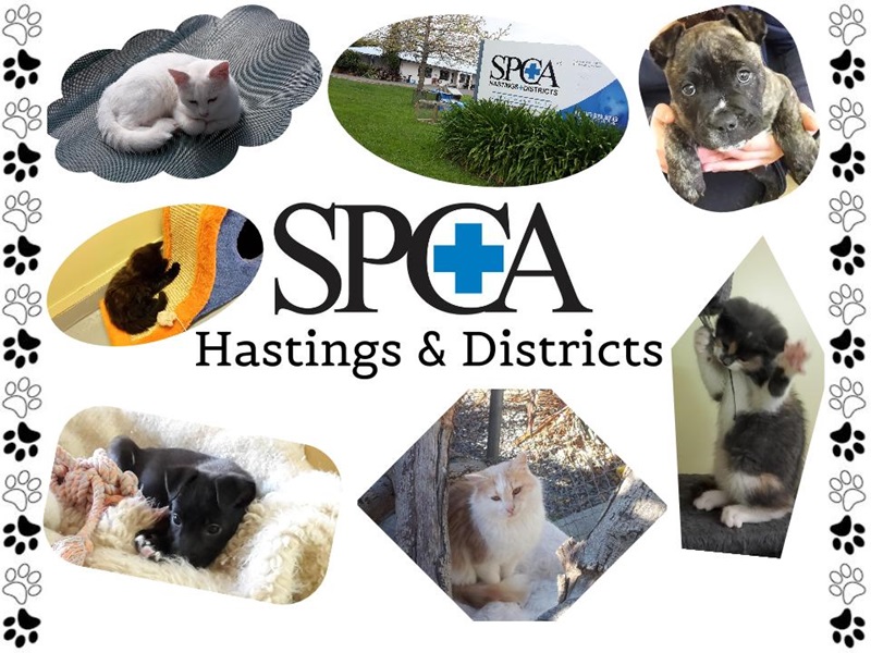 Some of the animals from Hastings SPCA - by Georgia